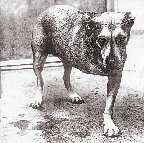 Alice In Chains Alice In Chains CD standard